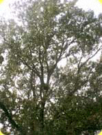 The cottonwood / "waga chun"